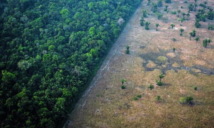 Imagem aérea mostra contraste entre floresta preservada e área de solo degradado, evidenciando o potencial de uso sustentável das terras para biocombustíveis no Brasil.