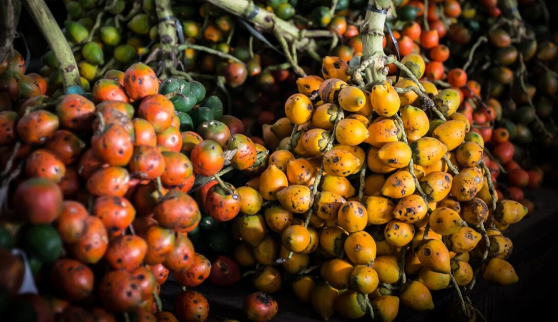 Imagem de tucumã. IBBI desenvolveu tecnologias para acelerar a maturação dos frutos.