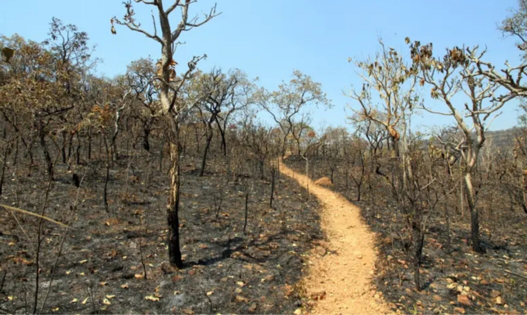Foto frontal mostra vegetação savânica com sinais de degradação e áreas desmatadas no Cerrado.
