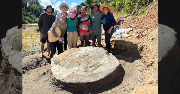 Fóssil da tartaruga gigante encontrado por pesquisadores durante expedições científicas na Amazônia, próximo ao rio Acre.
