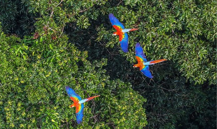 Vista aérea da floresta amazônica com três araras voando sobre as copas das árvores, simbolizando o fundo de florestas tropicais