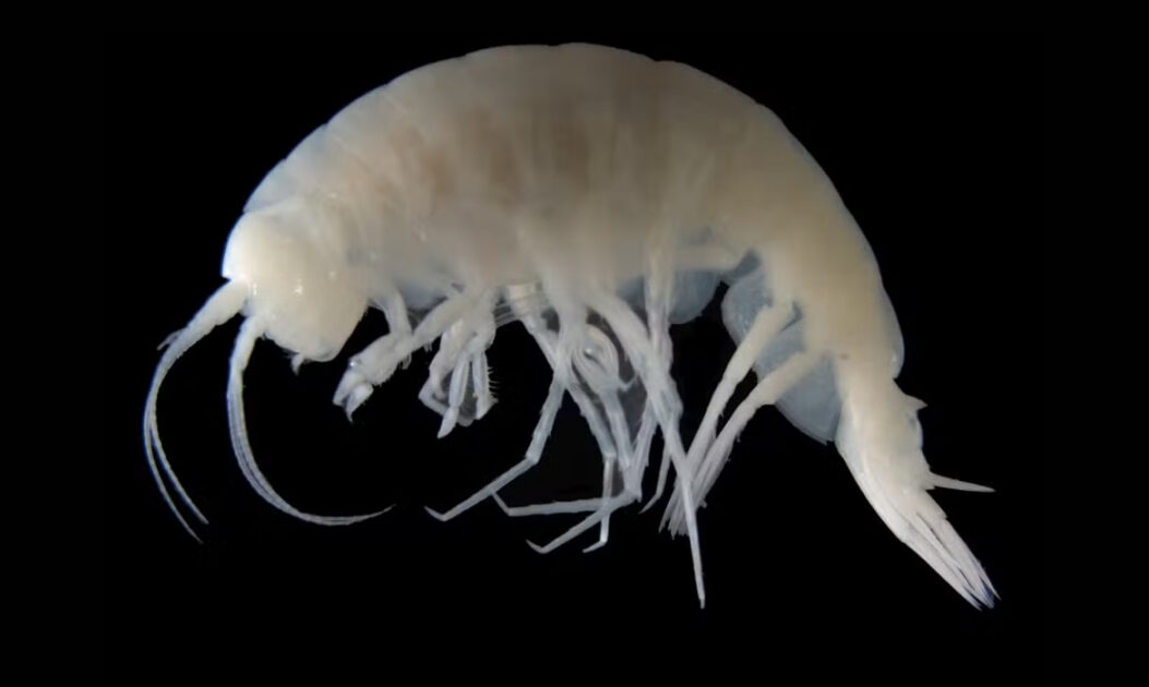Crustáceo anfípode nomeado em homenagem à naturalista Johanna Senckenberg, parte da descoberta de novas espécies em campo hidrotermal nas Galápagos.