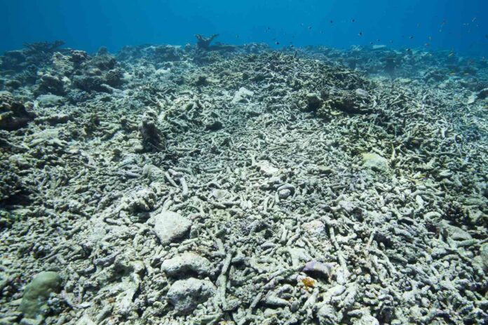 Imagem submarina de zona morta com sedimentos escurecidos, ambiente onde bactérias MISO ajudam a reduzir compostos tóxicos.