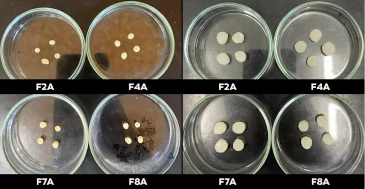 Fotografia macro de hidrogel em bancada de laboratório, tecnologia criada para enfrentar a seca na agricultura.