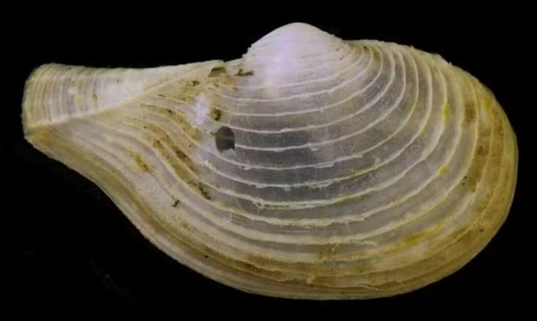 Bivalve carnívoro revelado por microtomografia em estudo de descoberta de novas espécies marinhas em regiões abissais do Pacífico Norte.