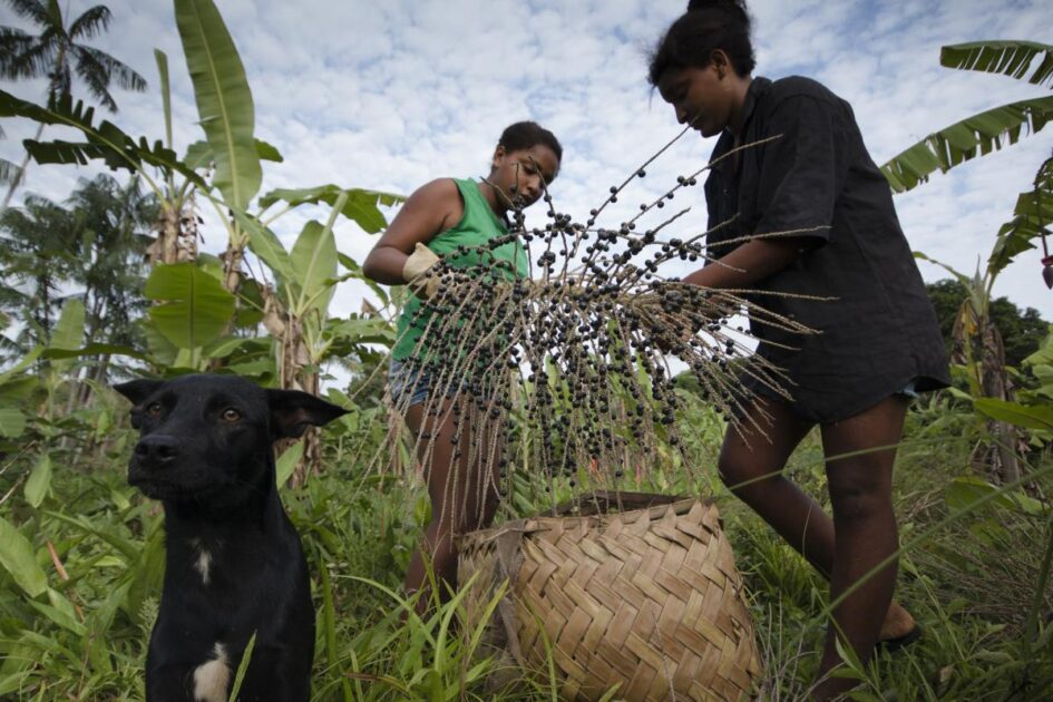 Duas mulheres colhem açaí com um cachorro ao lado em território quilombola amazônico.