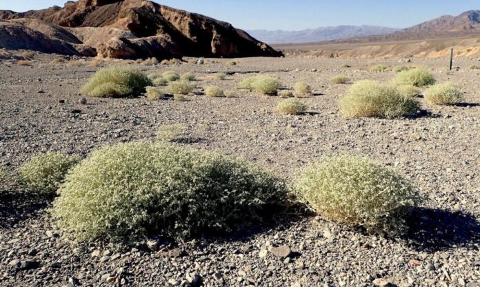 Planta do deserto Tidestromia oblongifolia crescendo em solo árido sob sol intenso no deserto.