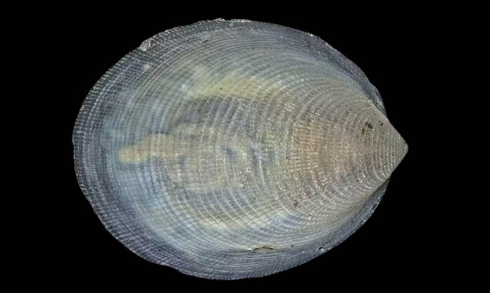 Descoberta de novas espécies marinhas em fossa oceânica profunda, o molusco Veleropilina gretchenae foi identificado a mais de 6 mil metros de profundidade.