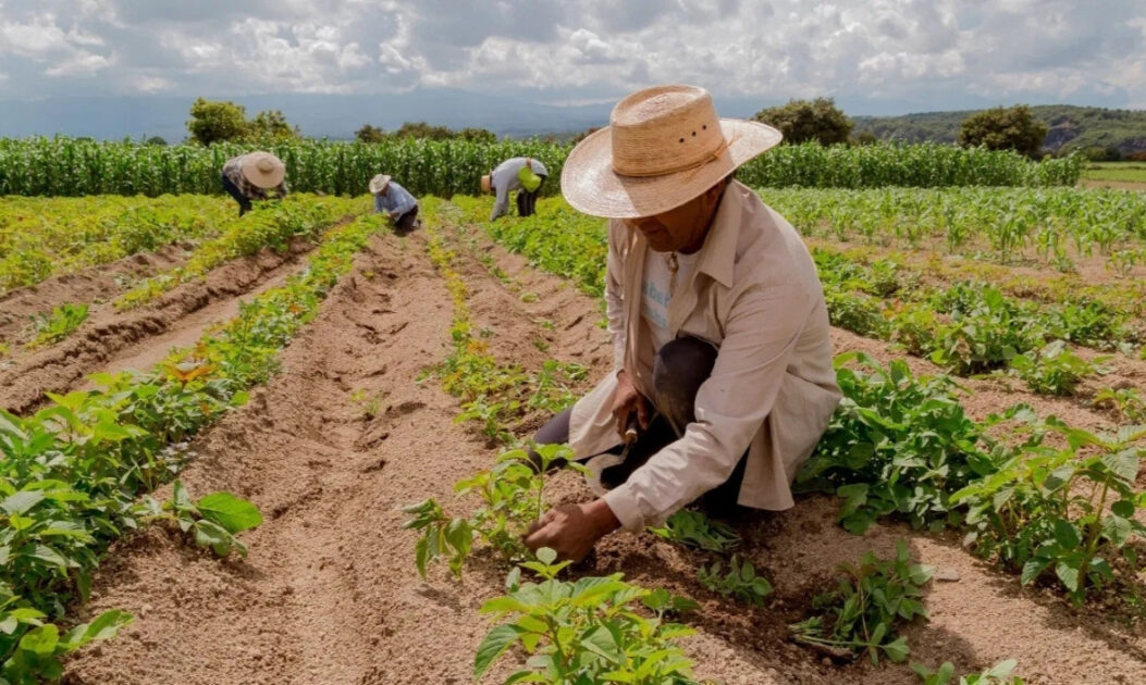 Agricultor familiar colhendo alimentos em lavoura agroecológica diversificada. Sistema agroalimentar do Brasil ainda não tem estratégia de transição justa e sustentável.