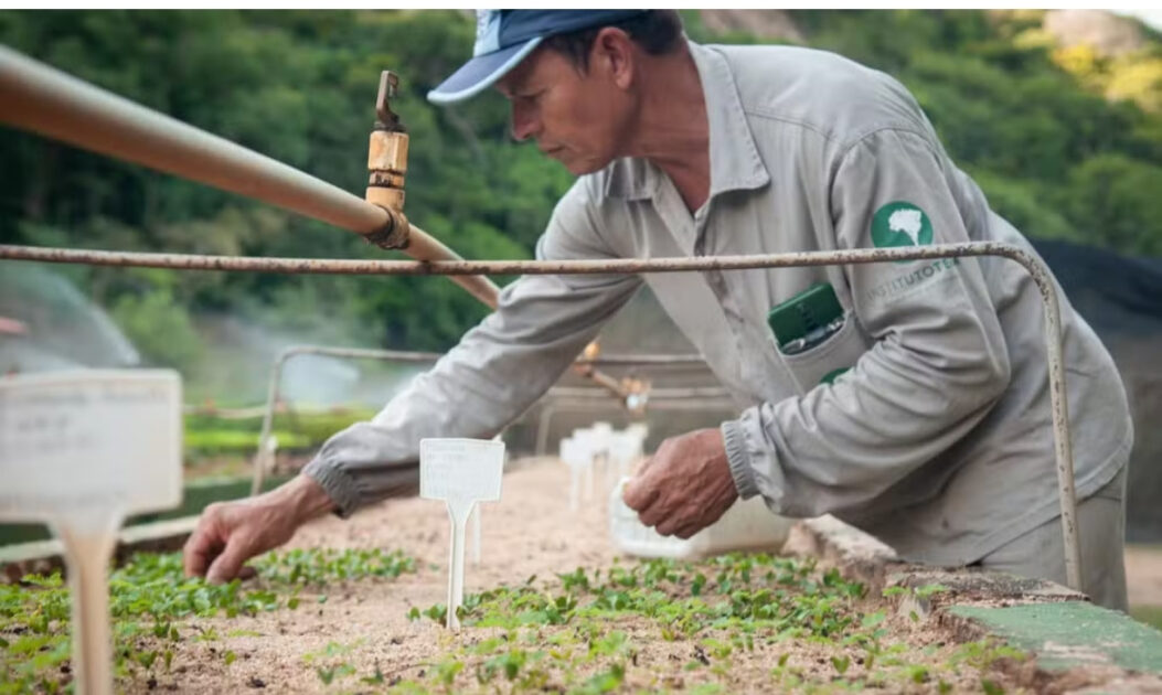 Técnico do Instituto Terra realiza manejo em horta integrada a sistemas agroflorestais.
