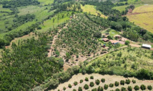 Vista aérea de um sistema agroflorestal, com cultivo integrado entre árvores e culturas agrícolas, modelo defendido por Minev.