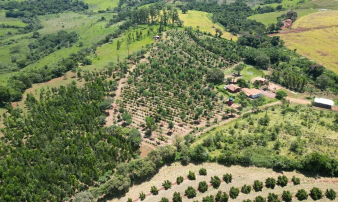 Vista aérea de um sistema agroflorestal, com cultivo integrado entre árvores e culturas agrícolas, modelo defendido por Minev.