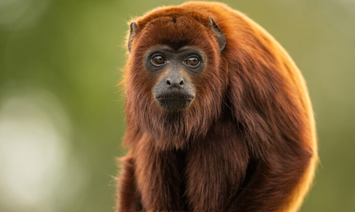Macaco guariba-vermelho nas copas da floresta, espécie em que pesquisadores identificaram microplásticos pela primeira vez.