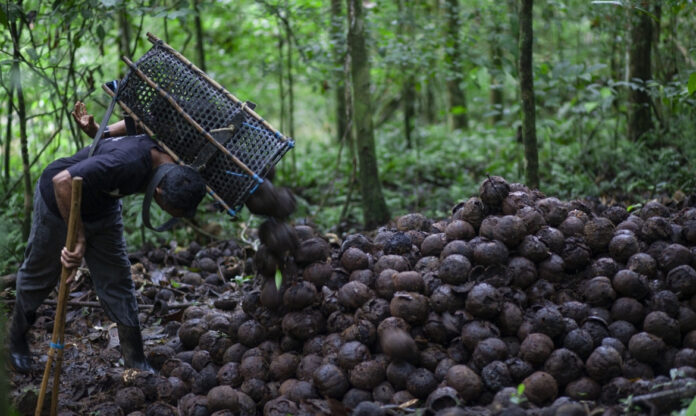 Homem de comunidade extrativista coleta castanhas-do-pará na floresta amazônica, atividade que integra a base da bioindústria amazônica sustentável.