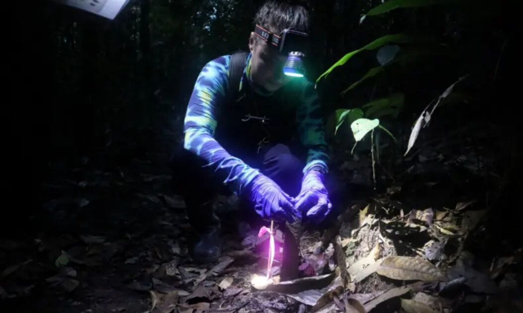 Cientistas monitorando torres feitas pelas cigarras da Amazônia.