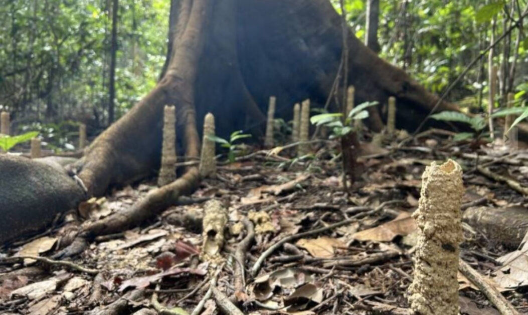 Torres de argila construídas por cigarras da Amazônia. 