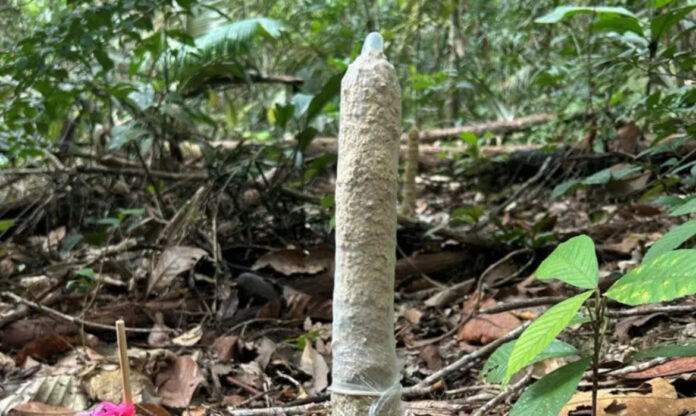 Torres de argila construídas por cigarras na Amazônia com preservativo usado em experimento científico para testar trocas gasosas.