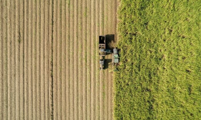 Máquinas agrícolas colhendo cana-de-açúcar em lavoura extensa, vista aérea, representando a base rural da bioenergia no Brasil.