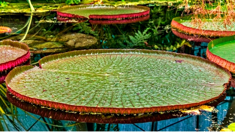 conservar amazonia ciencia politicas publicas biodiversidade economia