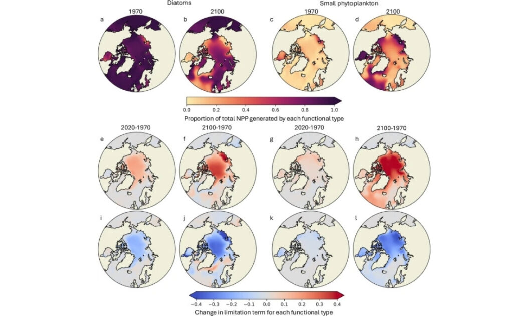 Gráfico mostra como as mudanças na disponibilidade de luz e nutrientes afetam o crescimento de diatomáceas e fitoplâncton pequeno no Ártico ao longo do século.