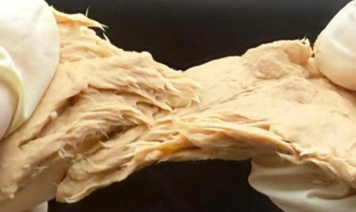 Fungo Fusarium venenatum desenvolvido em laboratório, base de micoproteína com gosto de carne e menor emissão de gases de efeito estufa.