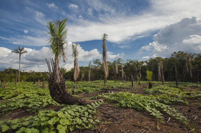 Sistemas agroflorestais com diversidade de cultivos, árvores frutíferas e vegetação nativa.
