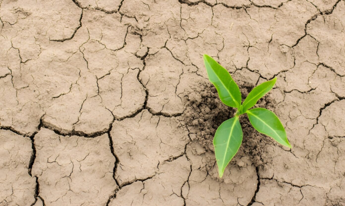 Muda plantada em solo rachado, símbolo da seca e da busca por soluções sustentáveis.