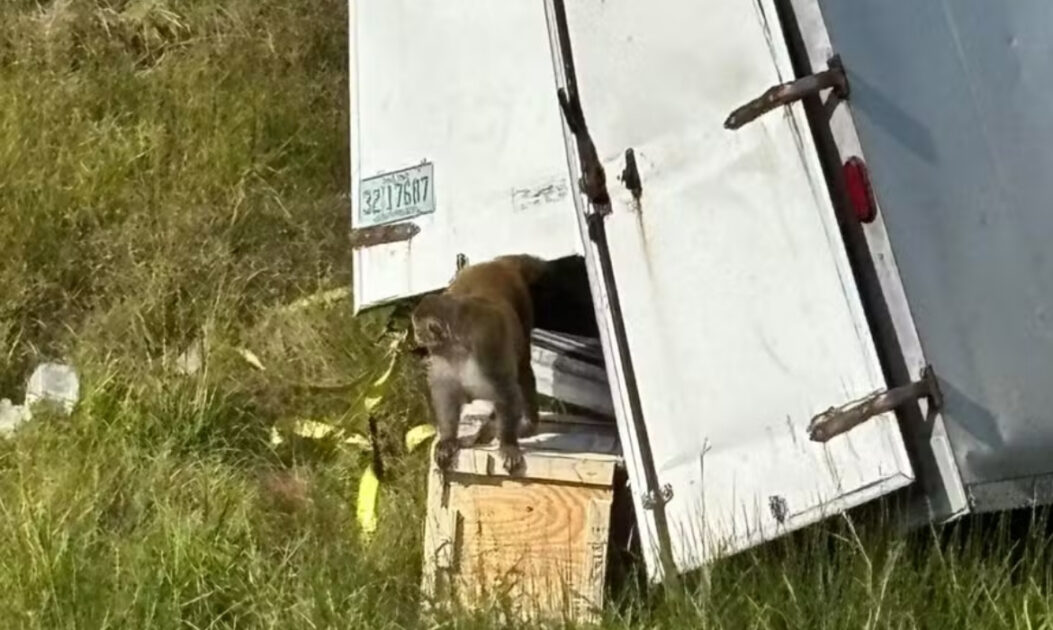 Caminhão tombado em estrada rural dos EUA, veículo em que ocorreu acidente com macacos usados em testes com animais.