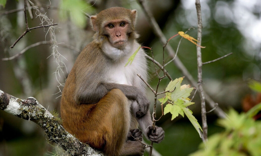 Macaco rhesus em ambiente natural, espécie frequentemente usada em testes com animais.