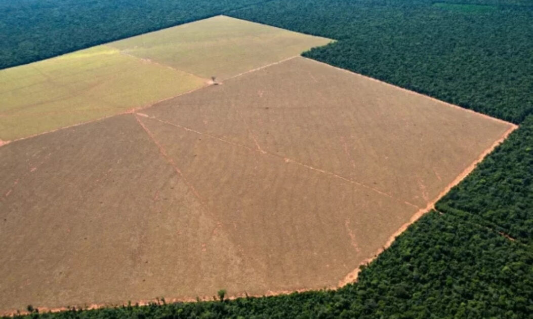 Floresta ou soja? - Estratégia econômica, risco climático e soberania no século XXI