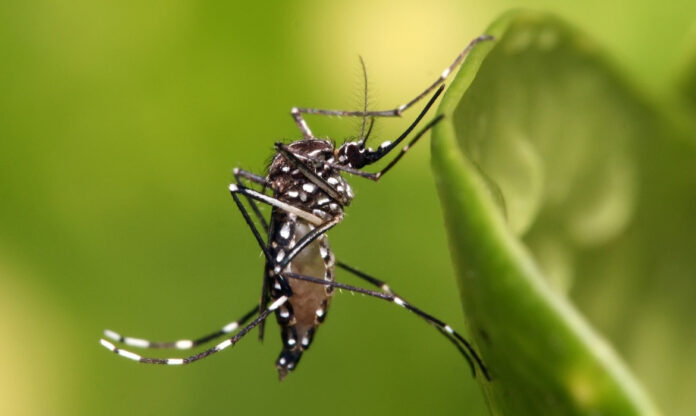 Mosquito Aedes aegypti visto de perto, vetor de doenças agravadas pelos impactos climáticos na saúde.