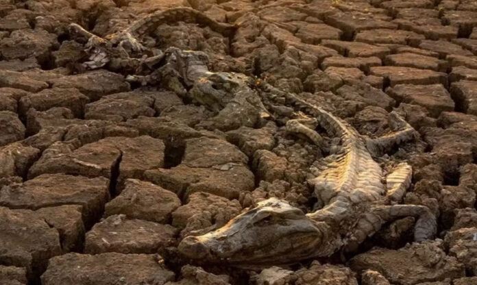Jacarés mortos expostos em área ressecada, consequência da seca no Pantanal.