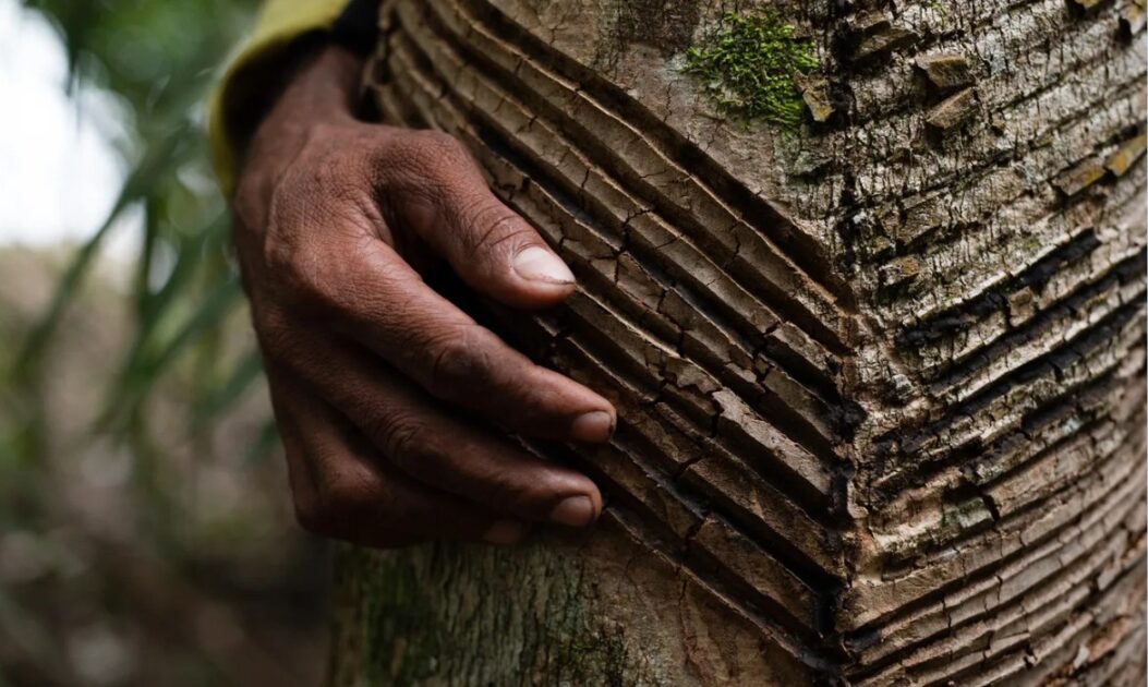 seringueiraevergreen