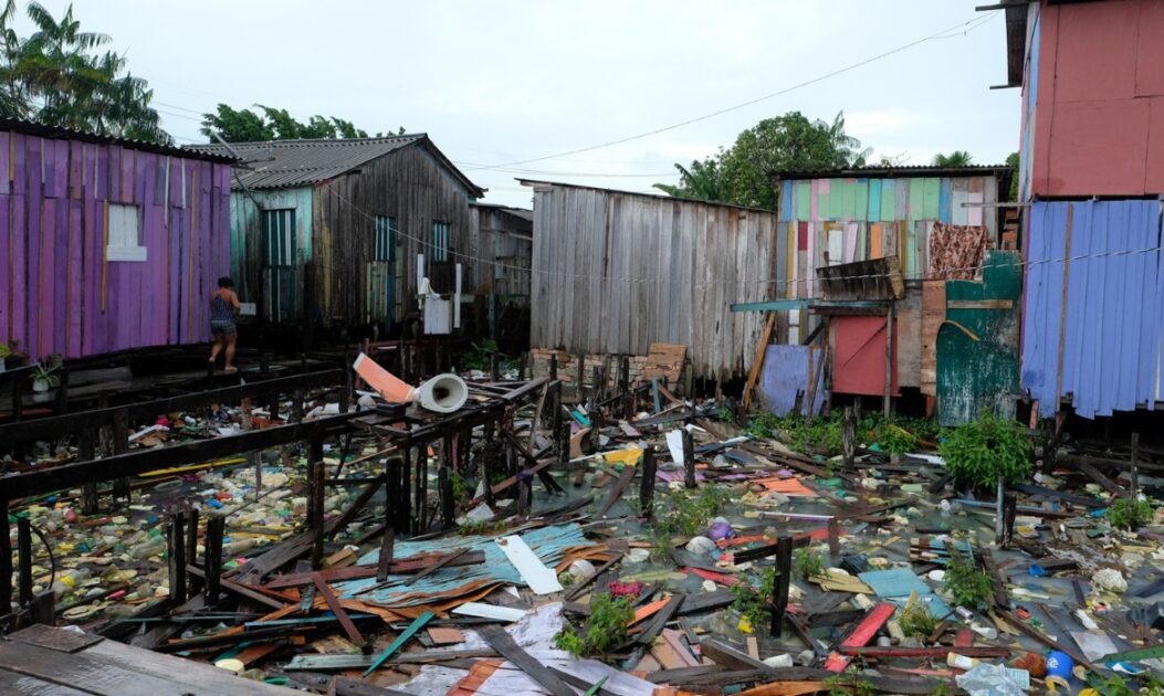 seringueiraevergreen 2