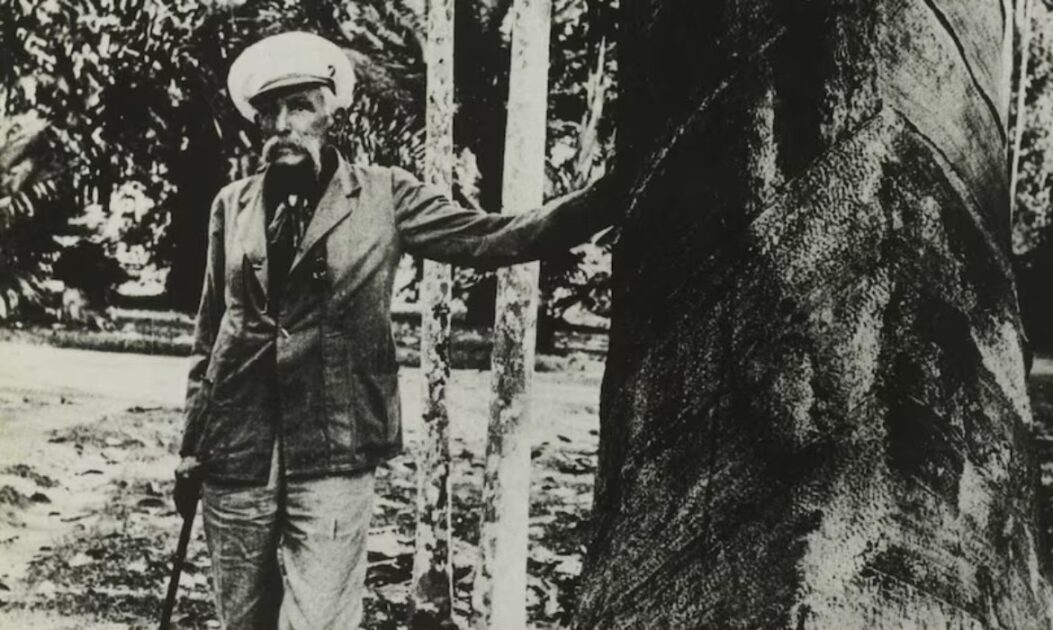 seringueiraevergreen 3