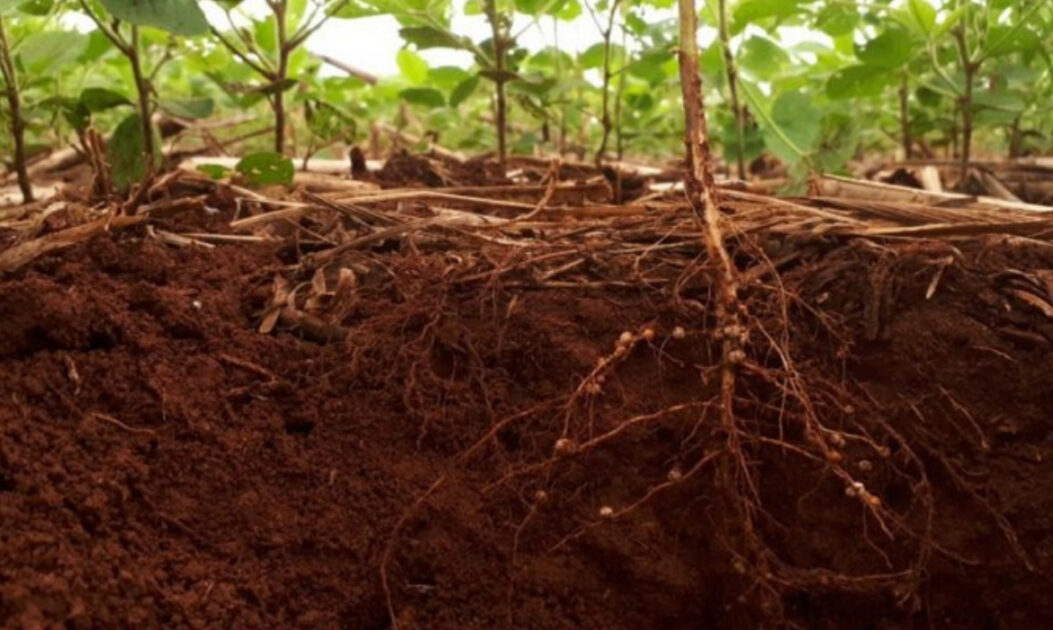 Raízes expostas em solo fértil, com partículas orgânicas visíveis e presença implícita de microrganismos.