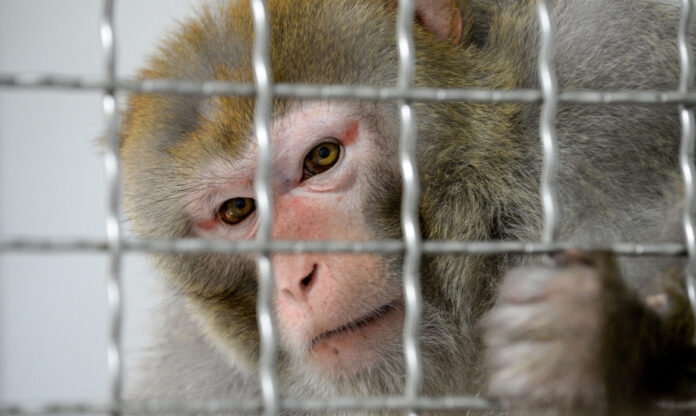 Macaco rhesus em jaula de laboratório usado em testes com animais.