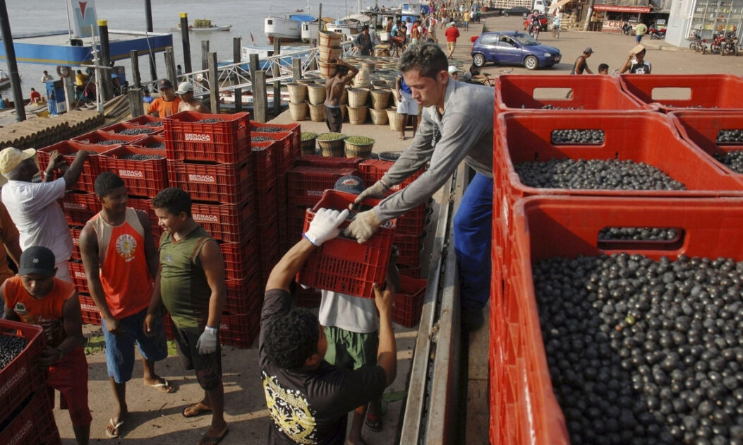 O fortalecimento da economia florestal depende diretamente do investimento em infraestrutura e governança na Amazônia. 