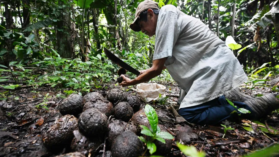 agroecologia na amazonia