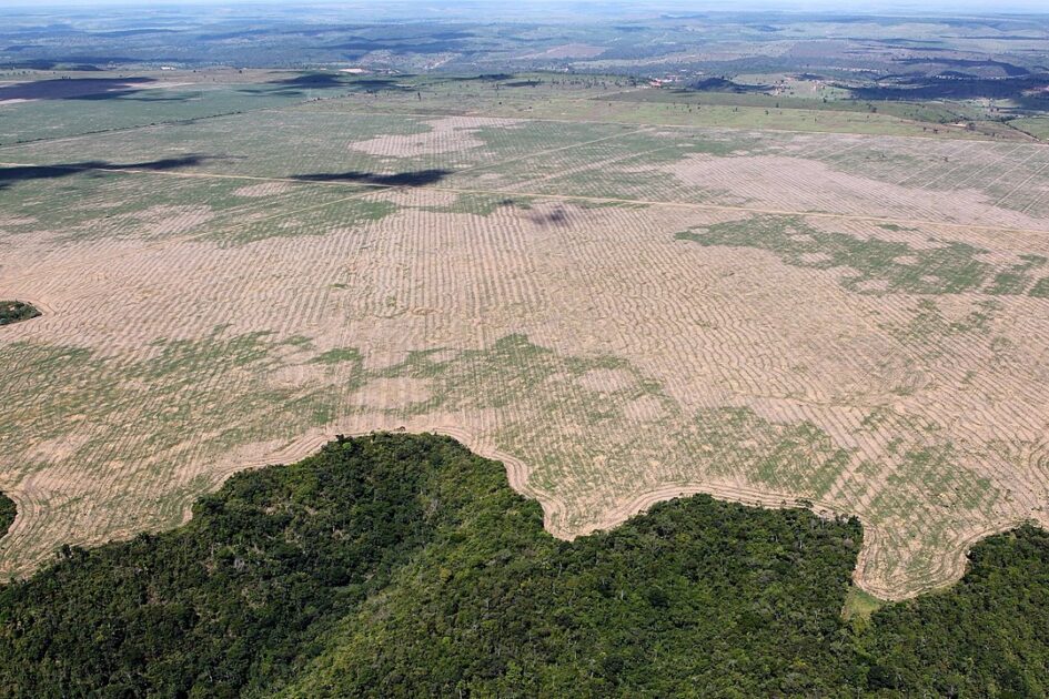 Área de floresta com clareiras e estradas abertas por extração de madeira ilegal no Amazonas