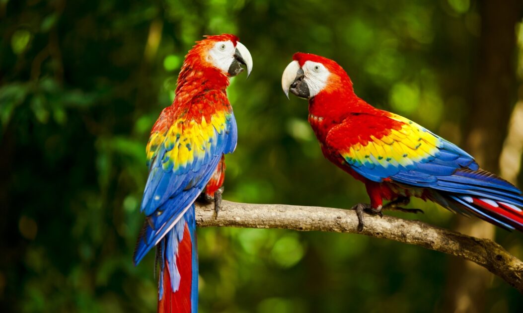 Duas araras-vermelhas em galho de árvore, representando a biodiversidade e os esforços da Declaração de Mamirauá.