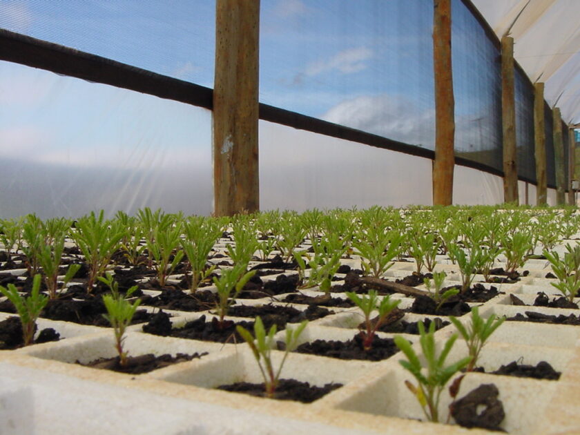 Viveiro com bandejas de mudas de espécies nativas utilizadas em projetos de restauração ecológica.