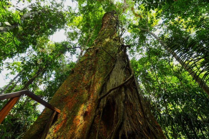Árvore na AmazÔnia vista de baixo para cima, com copas verdes representando a força da bioeconomia.