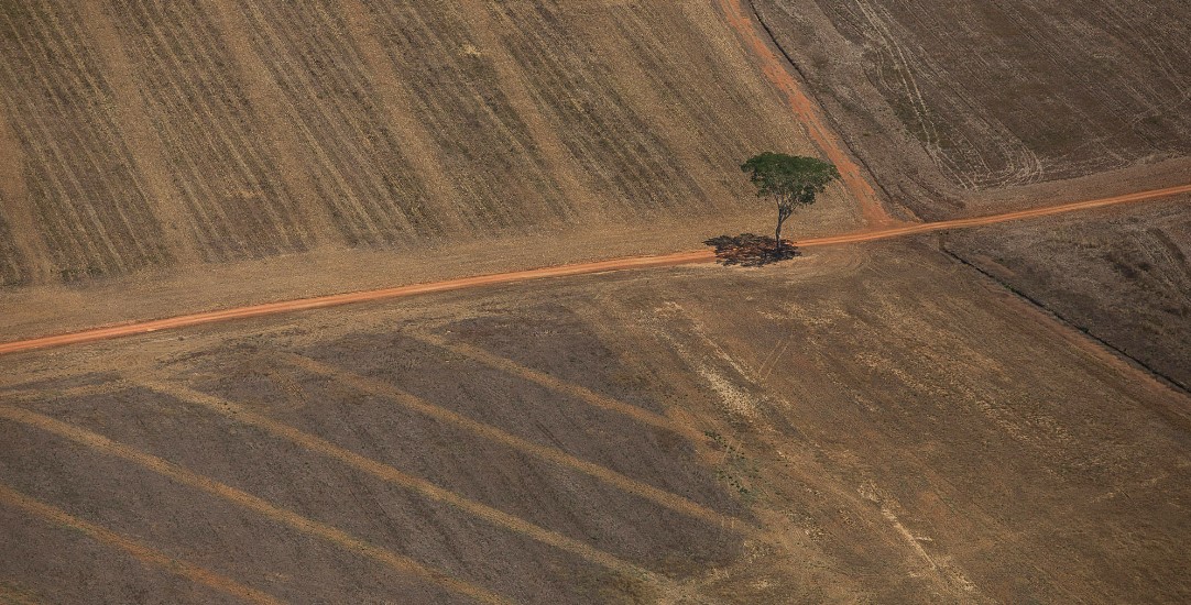 Imagem aérea de área desmatada para agricultura ou pecuária, com uma única árvore ao centro, retratando os danos ambientais causados pelo desmatamento.