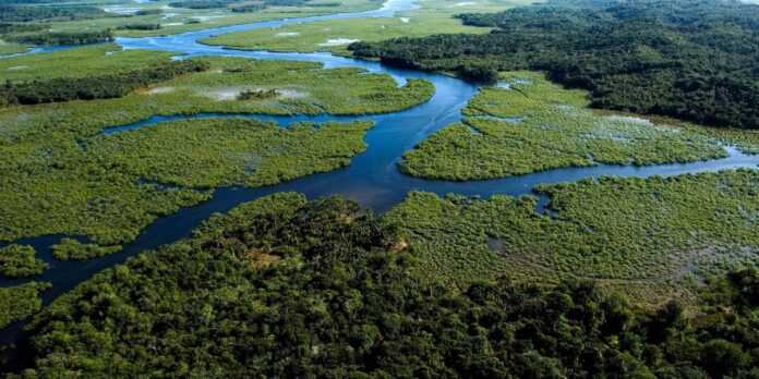 Vista aérea da Mata Atlântica, ecossistema que lidera em restauração ecológica.