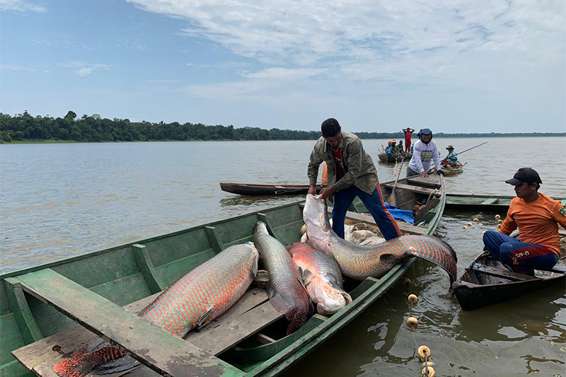 Pesca manejada de pirarucu em rio da Amazônia, atividade que integra as cadeias produtivas da floresta e garante renda a comunidades ribeirinhas.