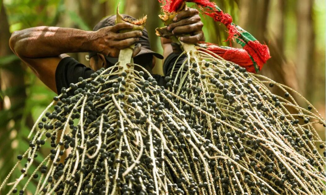 Trabalhador carregando cestos de açaí nas costas em ambiente florestal, destacando a bioeconomia na Amazônia.