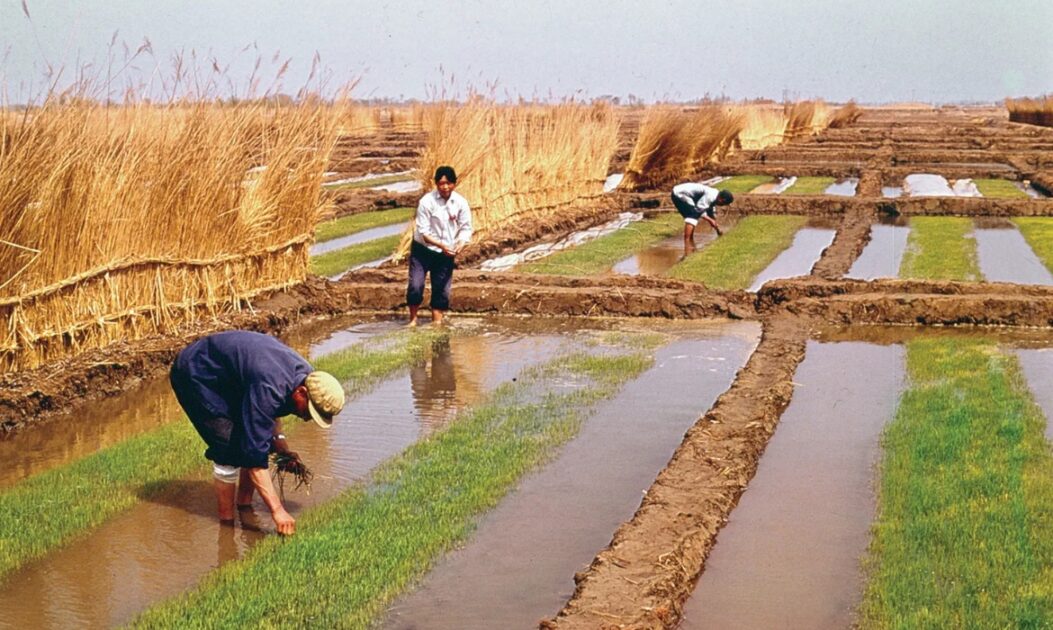 Agricultores em campo de arroz no leste da China, área afetada pela redistribuição hídrica ligada ao reflorestamento na China.