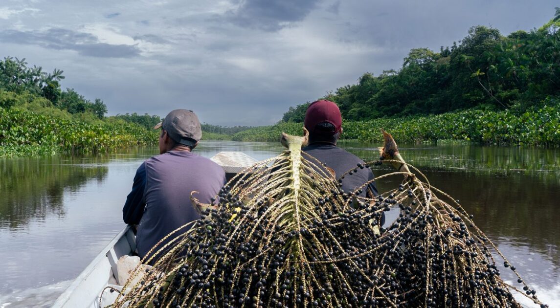 Barco carregado com cestos de açaí, conduzido por dois homens, simbolizando a bioeconomia amazônica.