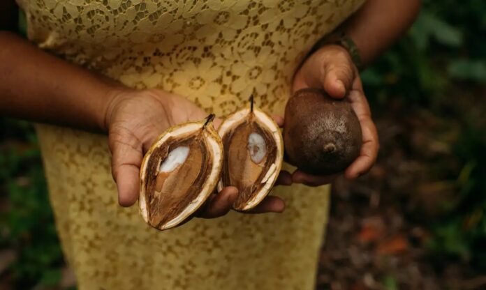 Mulher segurando coco de babaçu aberto, matéria-prima do biodiesel de babaçu.